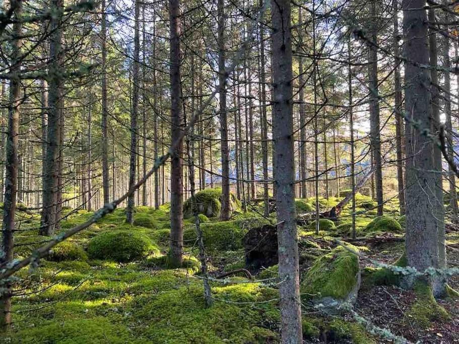 Gaeststuga 100M Fran Sjoen Vislanda Екстер'єр фото